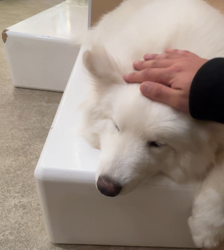 癒しを求めて🏃♂️➡️